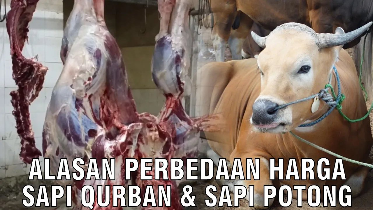 
                                 Alasan-Perbedaan-Harga-Sapi-Qurban-&-Sapi-Potong